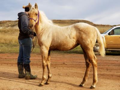 Paddys Gin Su JW <BR> AQHA 5967458